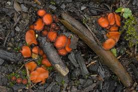 Attēlu rezultāti vaicājumam “Scutellinia scutellata”