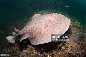 Image result for Torpedo marmorata