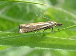 Attēlu rezultāti vaicājumam “Crambus lathoniellus”