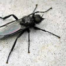 Attēlu rezultāti vaicājumam “Bibionidae”