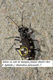 Attēlu rezultāti vaicājumam “Cicindela maritima”