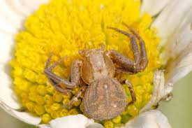 Attēlu rezultāti vaicājumam “Dipogon sp.”