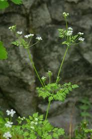Image result for Anthriscus cerefolium