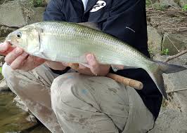 Image result for Alosa sapidissima