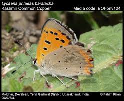 Attēlu rezultāti vaicājumam “Lycaena phlaeas”