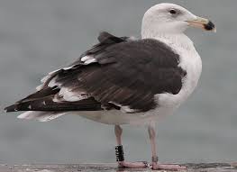 Attēlu rezultāti vaicājumam “Larus marinus adult”