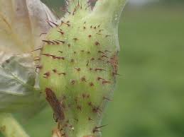 Attēlu rezultāti vaicājumam “Lasioptera rubi larva”