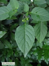 Attēlu rezultāti vaicājumam “Solanum nigrum leaf”