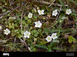 Attēlu rezultāti vaicājumam “Sagina nodosa”