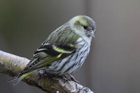 Attēlu rezultāti vaicājumam “Carduelis spinus female”