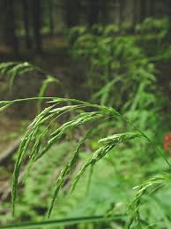 Attēlu rezultāti vaicājumam “Cinna latifolia fruit”