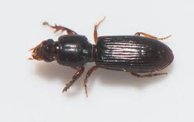 Attēlu rezultāti vaicājumam “Asaphidion pallipes”