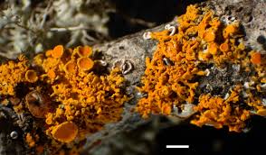 Attēlu rezultāti vaicājumam “Xanthoria polycarpa”