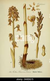 Attēlu rezultāti vaicājumam “Neottia nidus-avis fruit”