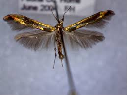 Attēlu rezultāti vaicājumam “Coleophoridae”