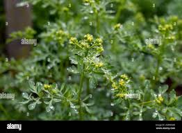 Image result for Ruta graveolens