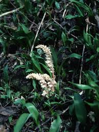 Attēlu rezultāti vaicājumam “Lathraea squamaria flower”