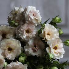 Attēlu rezultāti vaicājumam “Ranunculus elatior flower”