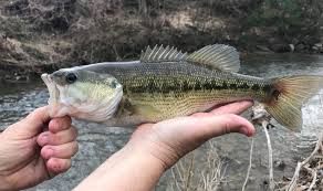 Image result for Micropterus