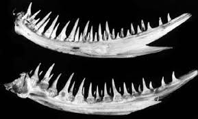 Image result for Lophius americanus