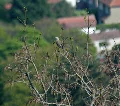 Attēlu rezultāti vaicājumam “Turdus viscivorus nest”