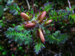 Attēlu rezultāti vaicājumam “Pedicularis sceptrum-carolinum leaf”
