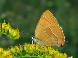 Attēlu rezultāti vaicājumam “Thecla betulae female”