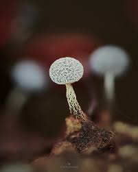 Attēlu rezultāti vaicājumam “Physarum melleum”