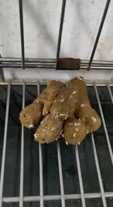 Image result for cestoda excrement dog