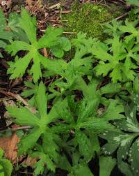 Attēlu rezultāti vaicājumam “Geranium bohemicum leaf”