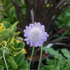 Image result for Scabiosa columbaria