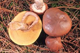 Attēlu rezultāti vaicājumam “Suillus luteus”