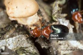 Attēlu rezultāti vaicājumam “Triplax aenea”