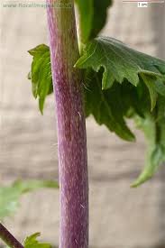 Attēlu rezultāti vaicājumam “Lunaria annua leaf”