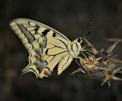 Attēlu rezultāti vaicājumam “Papilio machaon”
