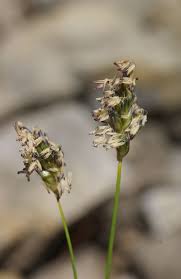 Attēlu rezultāti vaicājumam “Sesleria caerulea leaf”