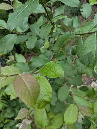 Attēlu rezultāti vaicājumam “Salix caprea leaf”