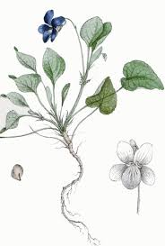 Attēlu rezultāti vaicājumam “Viola canina leaf”