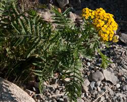 Attēlu rezultāti vaicājumam “Tanacetum vulgare”