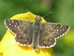 Attēlu rezultāti vaicājumam “Pyrgus alveus upperside”