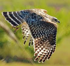 Attēlu rezultāti vaicājumam “Buteo buteo adult”