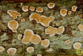 Attēlu rezultāti vaicājumam “Aleurodiscus amorphus”