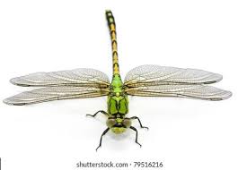 Attēlu rezultāti vaicājumam “Ophiogomphus cecilia”