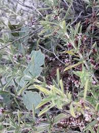 Attēlu rezultāti vaicājumam “Cuscuta epithymum subsp. trifolii”