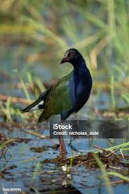 Image result for Porphyrio alleni