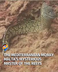 Image result for Muraena helena