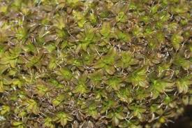 Attēlu rezultāti vaicājumam “Syntrichia virescens”