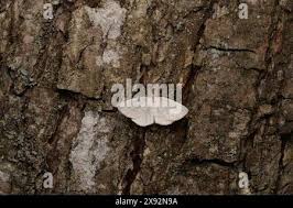 Attēlu rezultāti vaicājumam “Cabera exanthemata male”