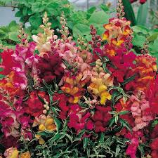 Image result for Antirrhinum majus