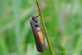 Attēlu rezultāti vaicājumam “Atolmis rubricollis”